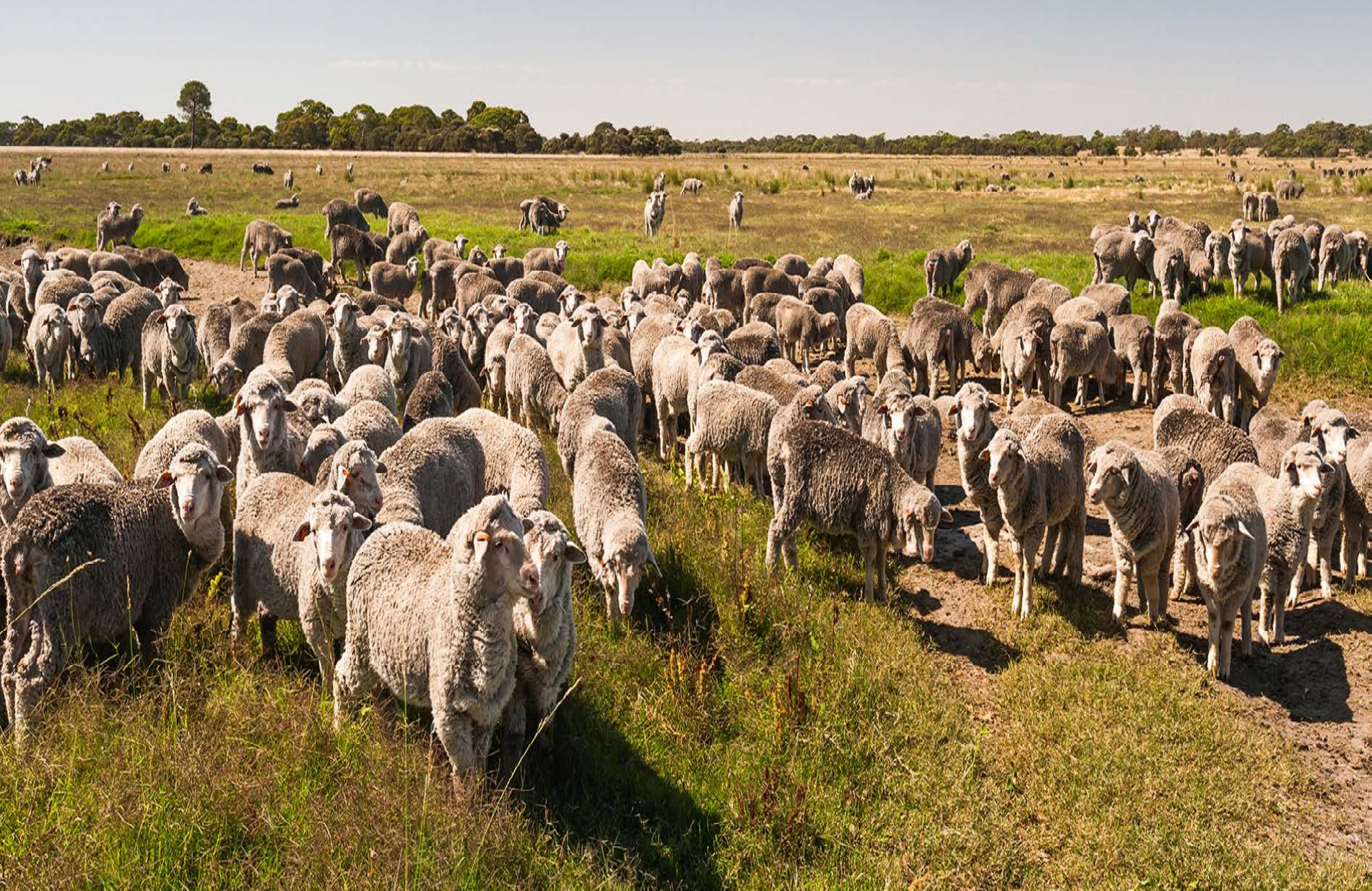 Sheep grazing, Ashmore property.