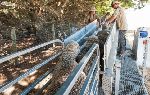 Sheep jetting, Konetta property.