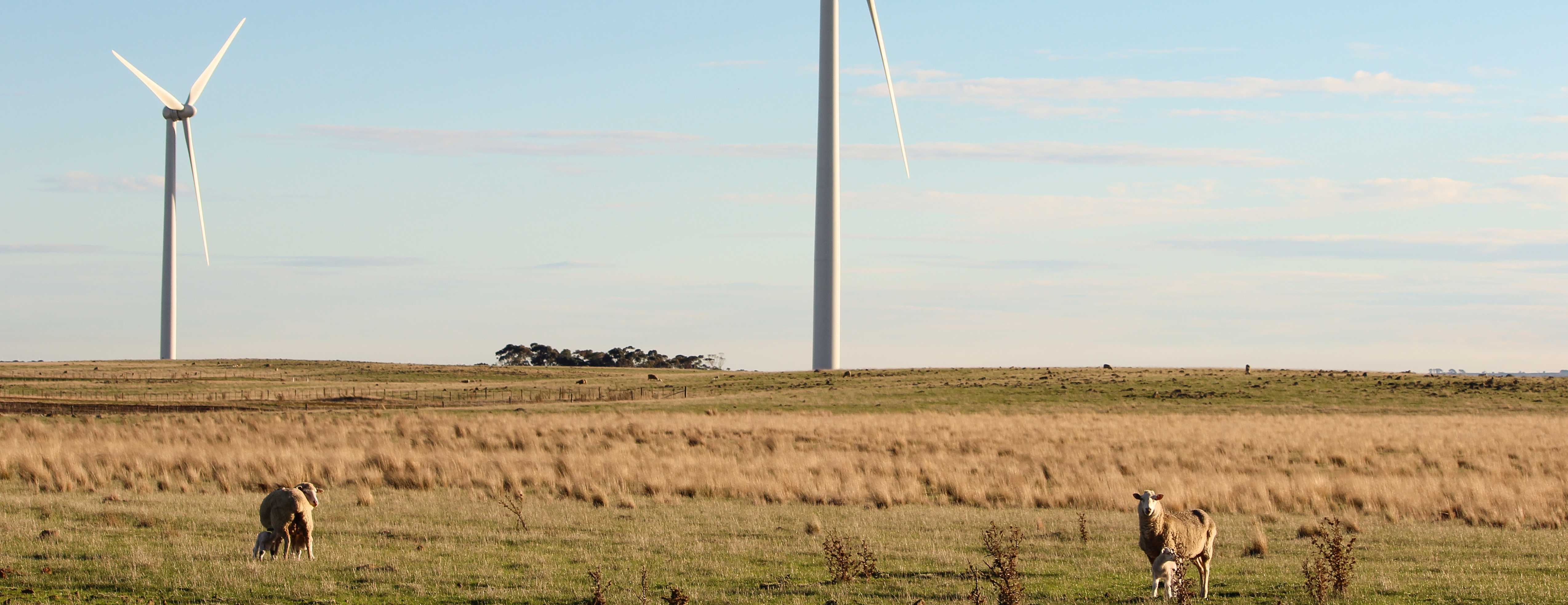 wind farm with sheep and turbines in background